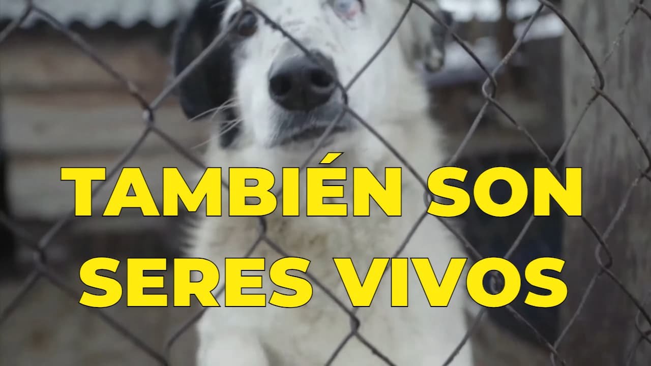 Donación al Santuario de Animales de Juliana