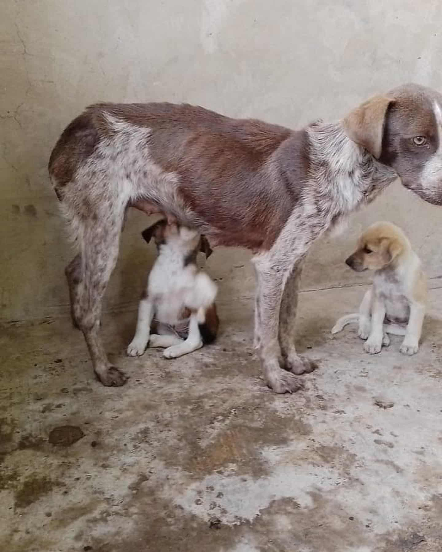 Refugio de perros